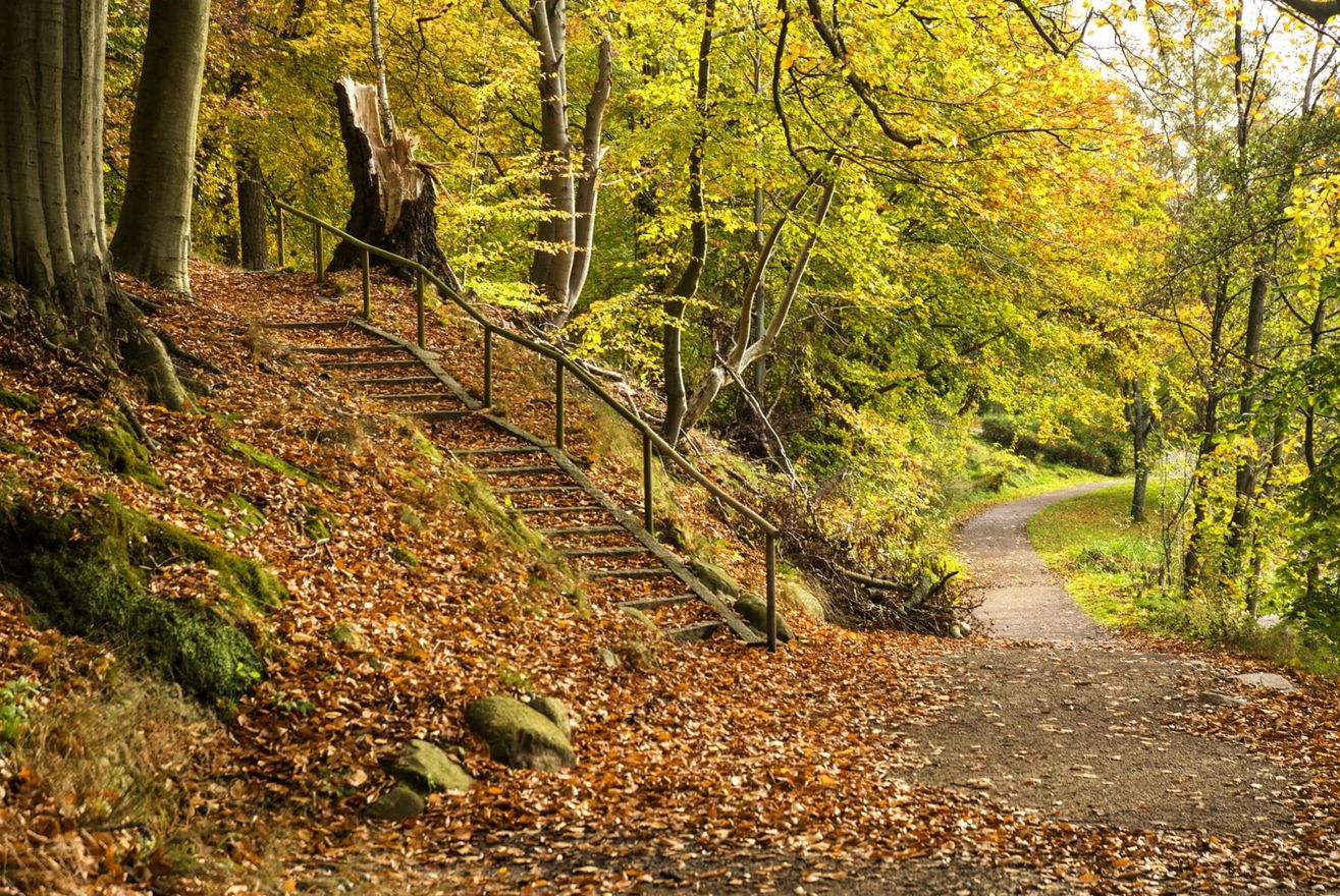 Skog