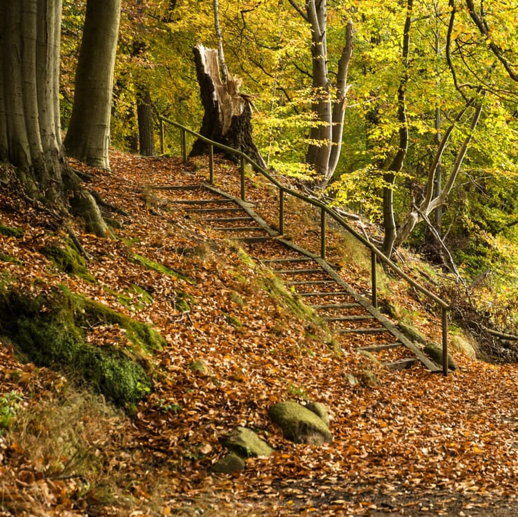 Skog